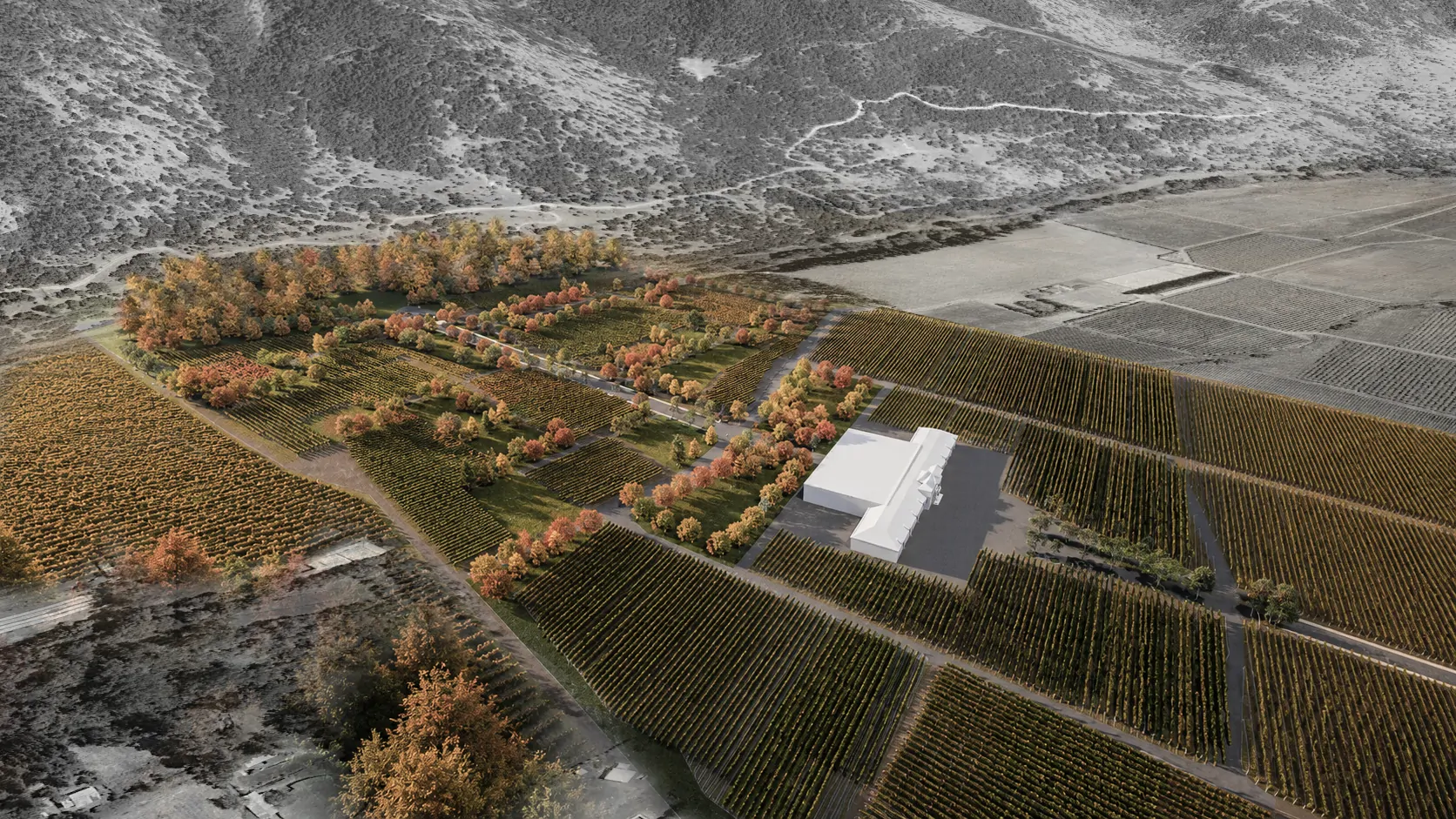 Vista aérea del viñedo